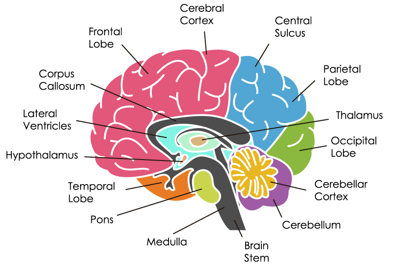 the brain on music